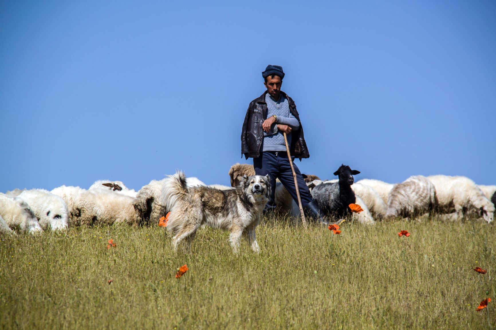 Shepherding Sheep