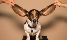 Use your ears for listening well
